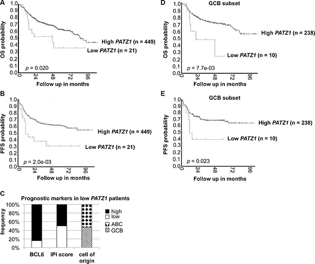 PATZ1 gene expression correlates with survival in DLBCL patients treated with R-CHOP.