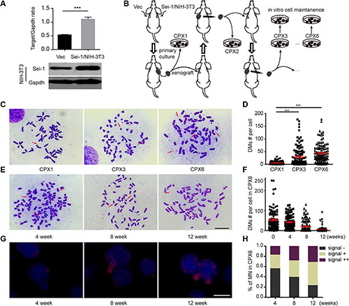 DMs population evolution in vivo and in vitro.