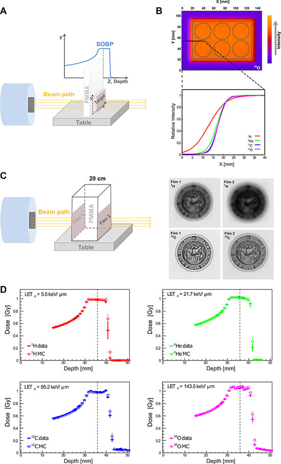 Physical depth-dose distribution and lateral scattering.