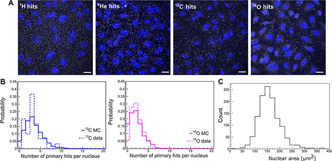 Particle hit per cell nucleus.