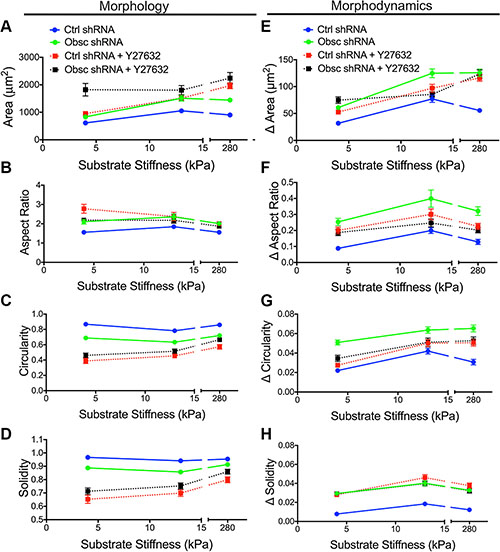 Morphology and morphodynamics of MCF10A Ctrl shRNA and Obsc shRNA cells following ROCK inhibition with Y27632.