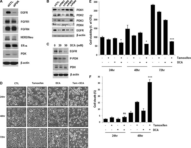 Inhibition of PDK enhanced tamoxifen-induced cell death in MCF7 cells.