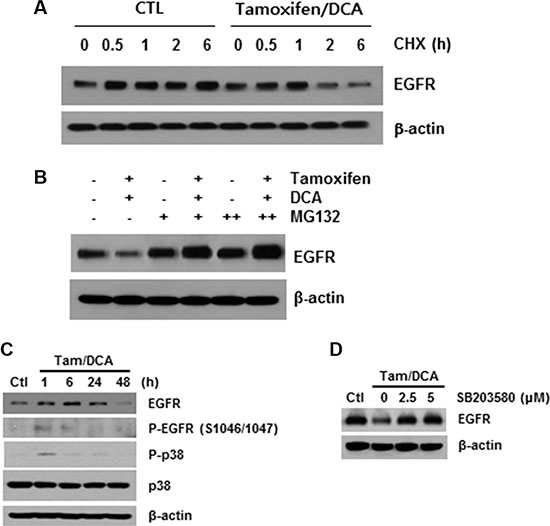 p38 MAPK-mediated EGFR degradation following combined treatment of DCA with tamoxifen.
