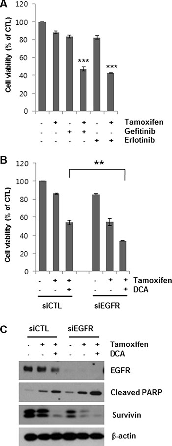 Sensitization of tamoxifen-induced cell death in MCF7 cells by EGFR inhibition.