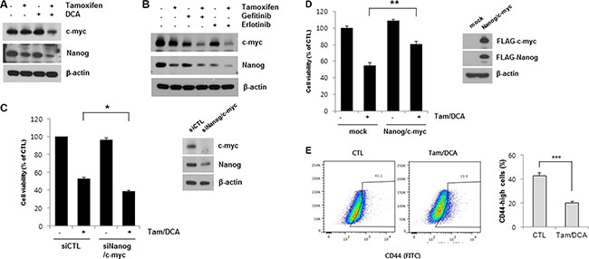 c-myc and Nanog expression is associated with cytotoxicity induced by the combined treatment of DCA and tamoxifen in MCF7 cells.