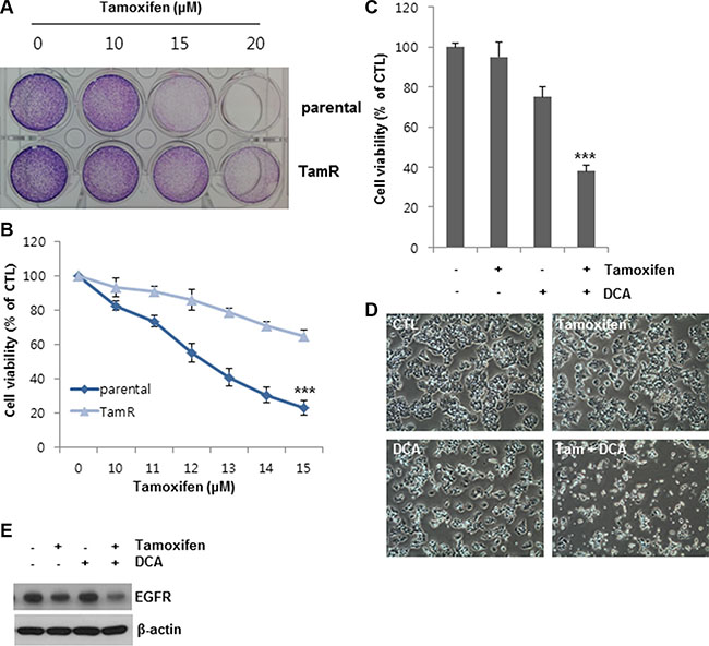 DCA sensitizes tamoxifen-resistant MCF7 cells to tamoxifen.