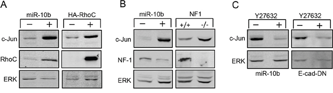 Upregulation of c-Jun is mediated by RhoC and NF-1.