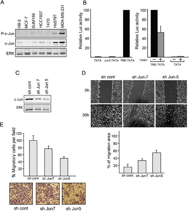 c-Jun contributes to the malignant properties of breast cancer cells.