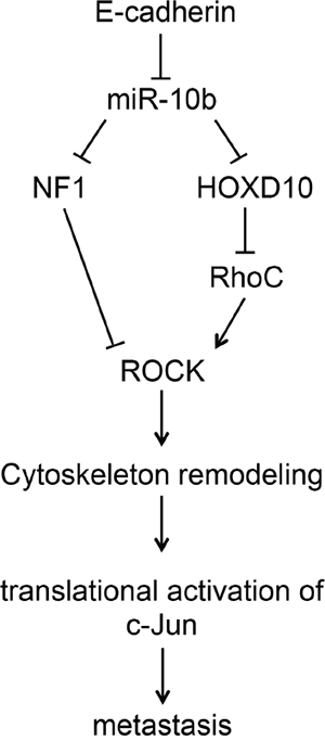 Upregulation of c-Jun by the miR10b pathway.