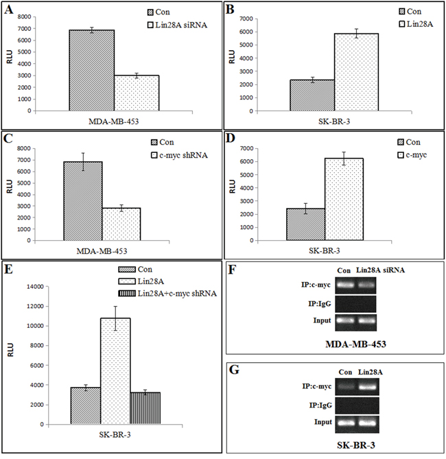 Regulation of AR by Lin28A is mediated by regulation of c-myc.