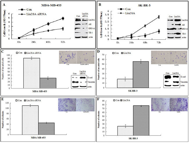 Lin28A promotes growth, invasive and clonogenic ability of ER-/Her2+ breast cancer cells.