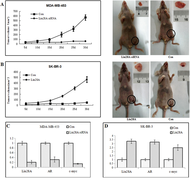 Lin28A promotes tumor growth of ER-/Her2+ breast cancer in vivo.