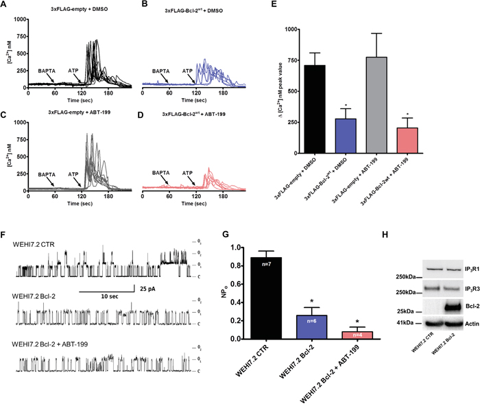 ABT-199 does not impact Bcl-2&#x2019;s ability to suppress IP3R activity in single-cell measurements and in patch-clamp single-channel recordings.