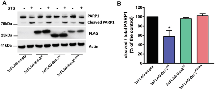 The TMD of Bcl-2 is required for STS-induced apoptosis.