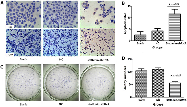 Effects of stathmin-specific shRNA on apoptosis and clone formation of PC-9 cells in vitro.