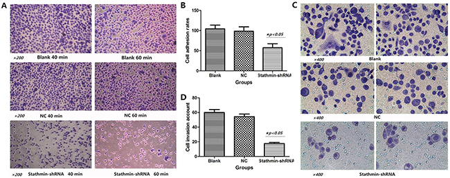 Effects of stathmin-specific shRNA on adhesion and invasion of PC-9 cells in vitro.