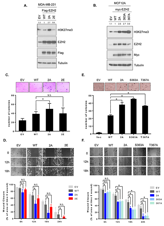 GSK3&#x03B2;-mediated EZH2 phosphorylation decreases H3K27 trimethylation and non-phosphorylatable mutants enhances anchorage-independent growth and cell migration.