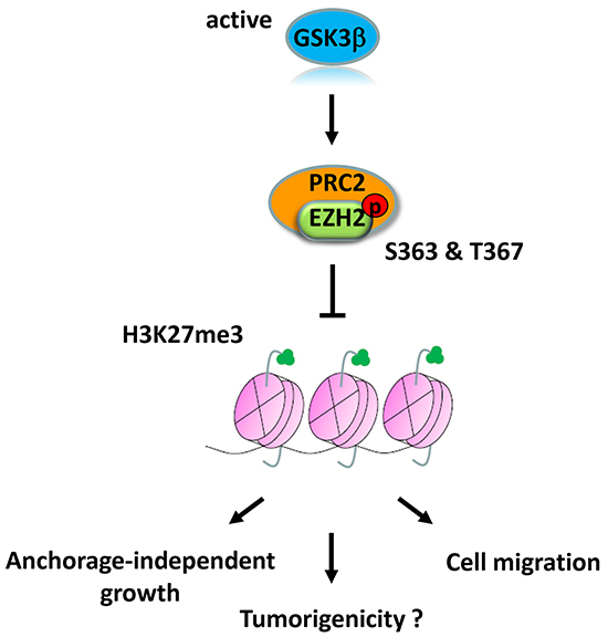 Proposed model of GSK3&#x03B2;-mediated regulation of EZH2.