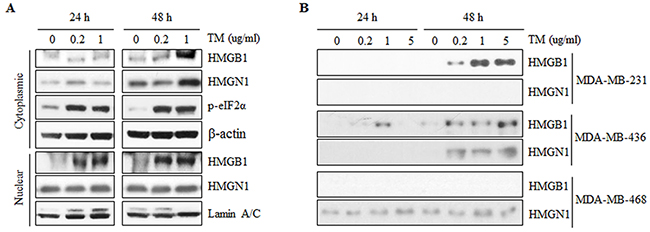 Expression and secretion of HMGB1 and HMGN1 during tunicamycin-induced ER stress in triple-negative breast cancer cell lines.