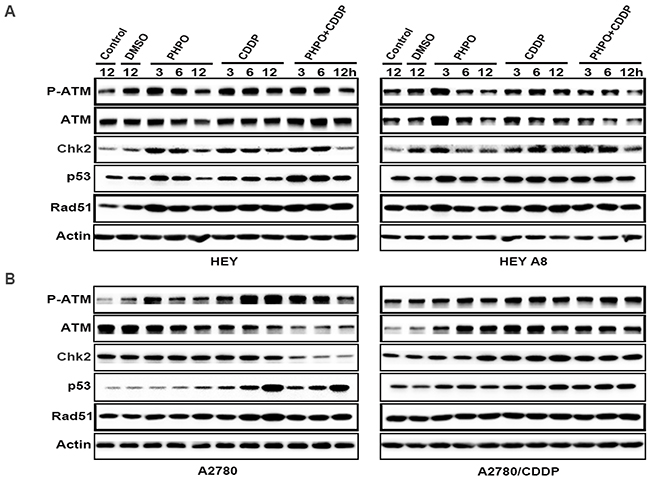 PHPO suppresses the ATM/Chk2 pathway.