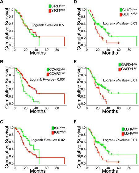 Correlation of SIRT1, CCAR2, Ki67 and glycolysis genes with PDAC patient survival outcomes.