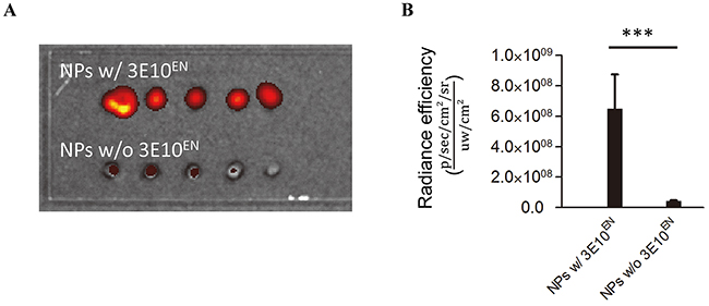 3E10EN conjugation enhances the interaction of nanoparticles with DNA.