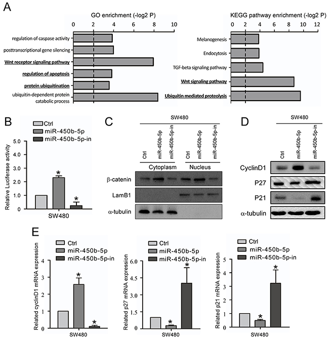 miR-450b-5p activates Wnt signaling pathway in CRC.