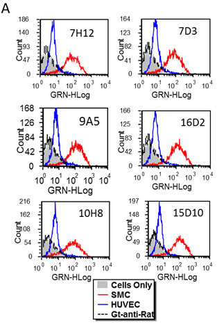 Screening of rat anti-human endosialin/TEM-1 mAbs by FACS (Figure 1a) and western blot (Figure 1b) on aortic smooth muscle cells (S) or human umbilical vein endothelial cells (H).