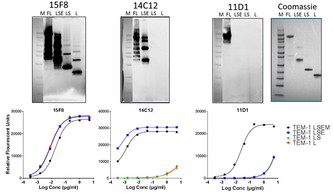 Domain mapping of rat anti-human endosialin/TEM-1 antibodies.