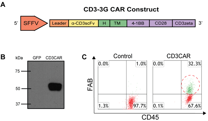 CD3CAR NK-92 functional validation