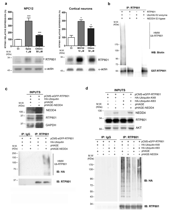 RTP801 is polyubiquitinated by NEDD4 and degraded by the lysosomal pathway.