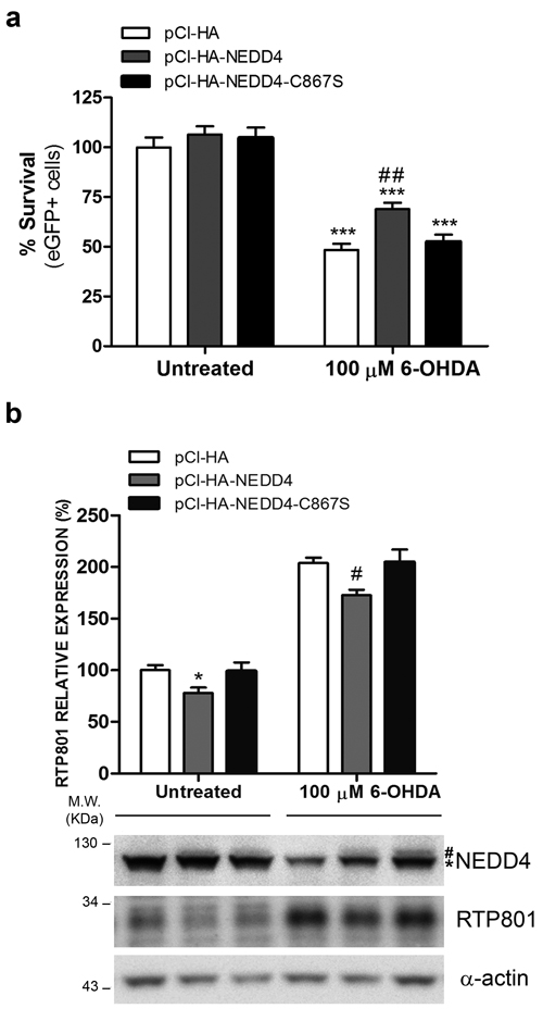 NEDD4 protects from 6-OHDA-induced cell death and decreases RTP801 elevation.