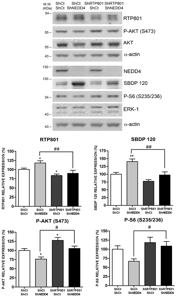 NEDD4 knockdown toxicity is dependent on RTP801 protein.