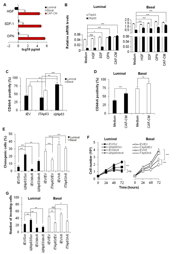 Figure 4 : &#x394;Np63 enhances CD44v6 expression.