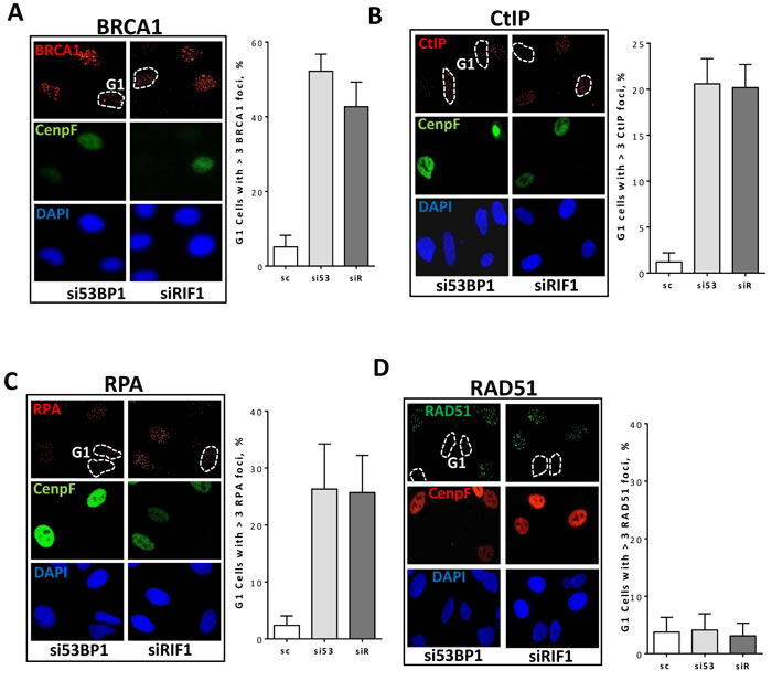 53BP1-RIF1 loss enhances resection of DSBs but is not enough to drive HR in G1 cells.