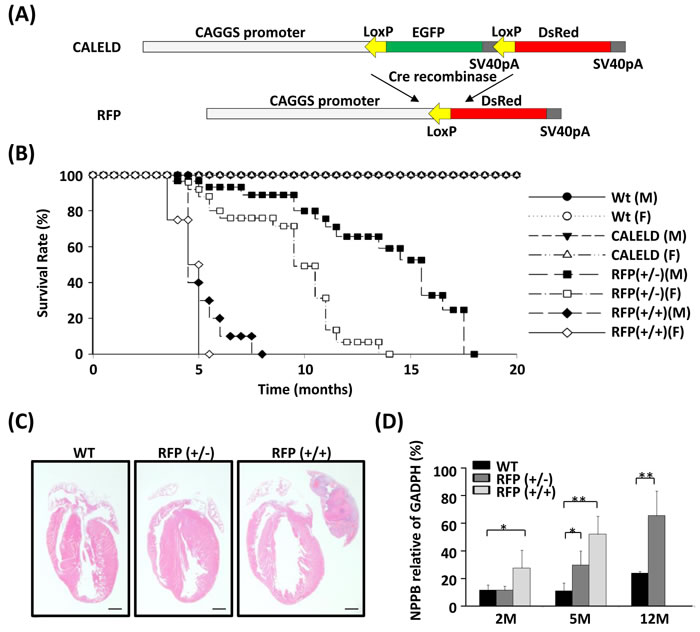 Heart failure in RFP Tg mice.