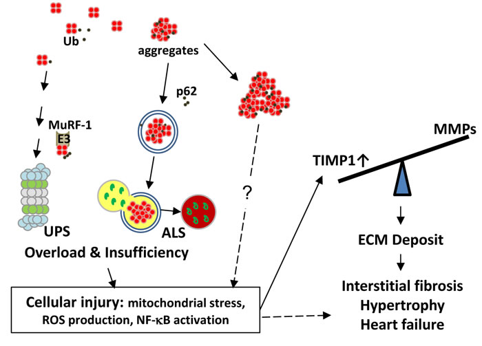 Working hypothesis for the mechanism of interstitial fibrosis and heart failure caused by RFP aggregates.