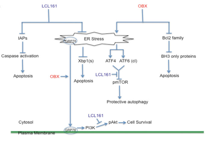 A model depicting the mechanism of action of LCL161/OBX in MM cells.