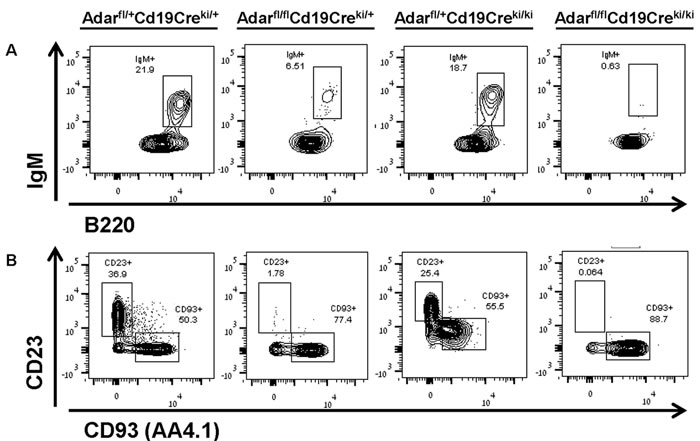 Cd19-Cre-mediated