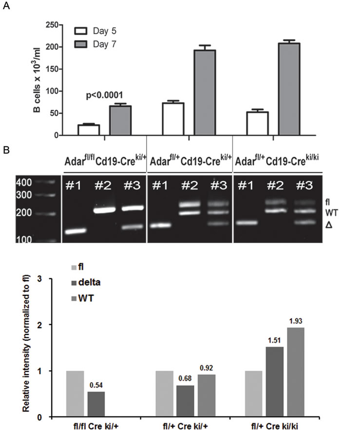 B cell precursors from Adar