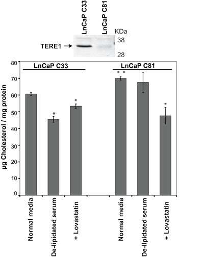 Endogenous TERE1 expression is reduced and cholesterol is elevated in the LnCaP C81 cell model of CRPC.