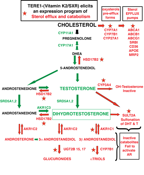 Overview of the Anti-Sterol targets activated by TERE1/vitamin K-2 in C81 LnCaP cells.