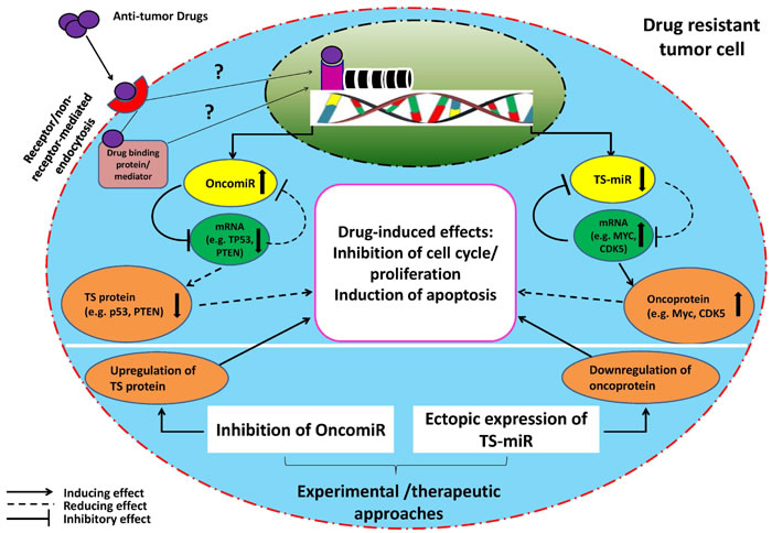 Schematic illustration of proposed miR-(miR&#x2019;s) target-drug network in a drug resistant tumor cell.