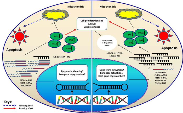 Schematic illustration of proposed mechanisms which may control miRNA-mediated drug resistance in MM.