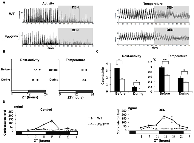 DEN effects during initiation phase on circadian rhythms in rest-activity, body temperature and corticosterone rhythms according to Per2 mutation during early carcinogenesis.