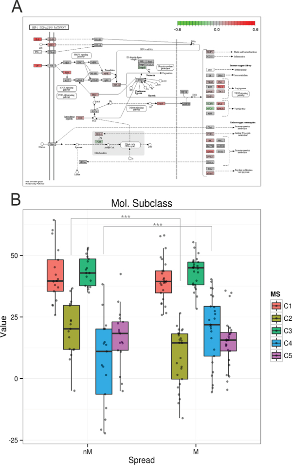 HIF signaling pathway and molecular subclasses [7].