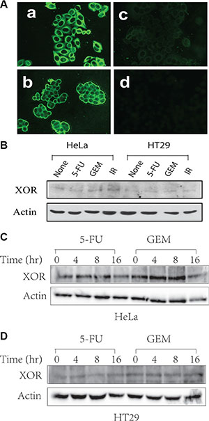 XOR expression in HeLa and HT29 cells.