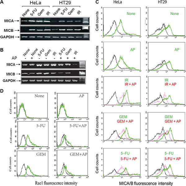 Allopurinol inhibits genotoxic stress-induced NKG2D ligand expression.