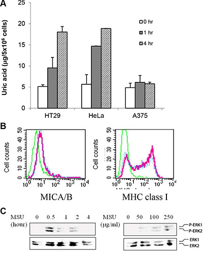 Increased intracellular uric acid levels in MSU-treated cells.