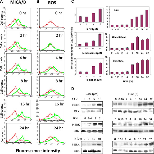 Temporal induction of MICA/B expression, MAP kinase activation, ROS and uric acid production.